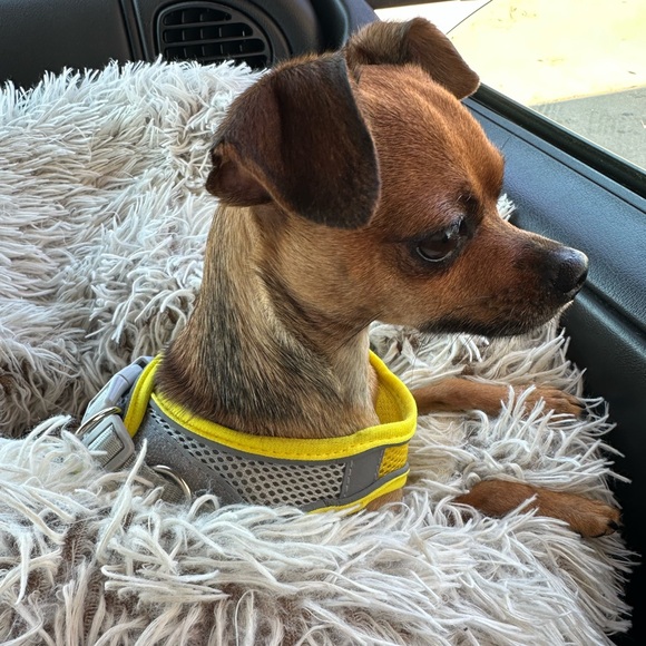 Meet Your Posher - Picture 3 of 3